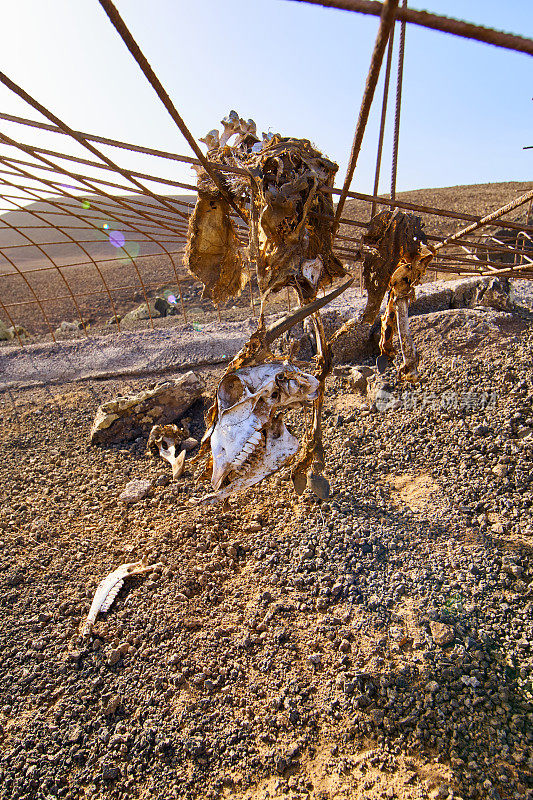 死山羊在我的篱笆，Morros de Bayuyo;Fuerteventura